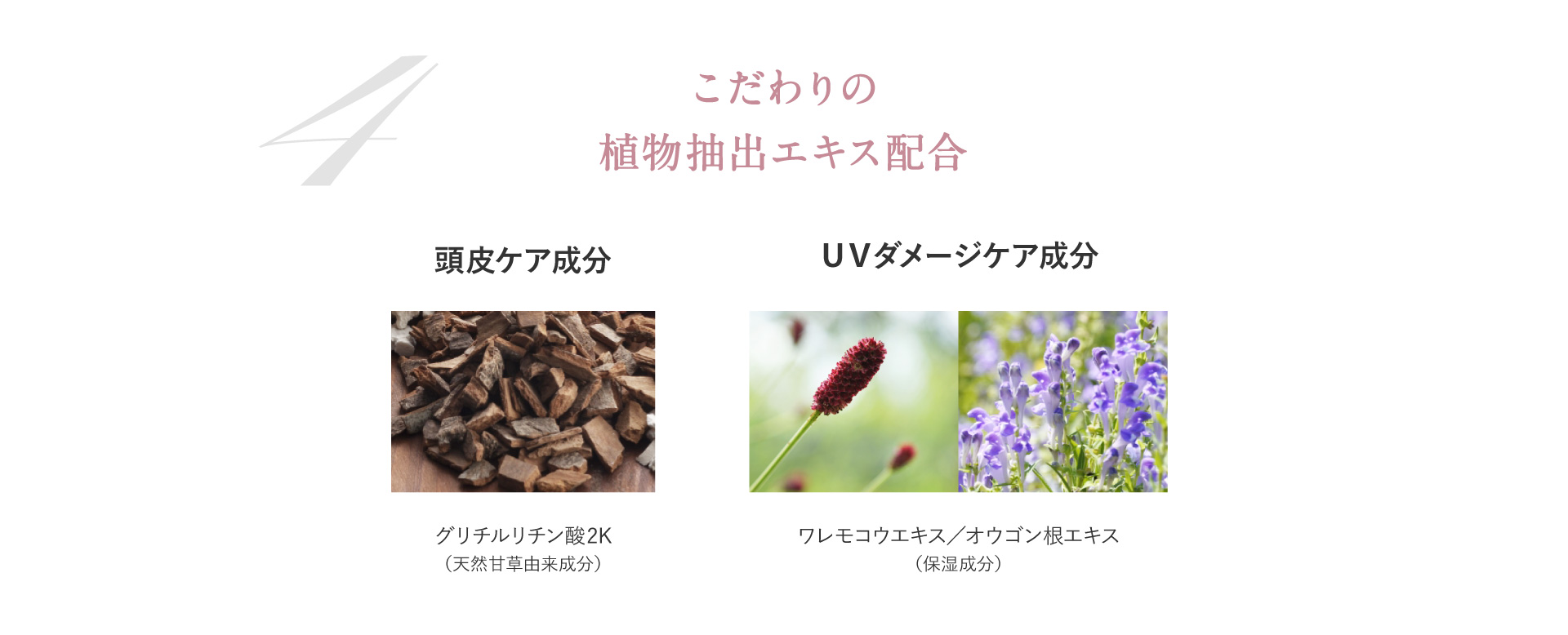 Amino Master こだわりの植物抽出エキス配合